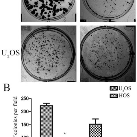 Sinomenine Inhibits The Clone Formation In Hos And U 2 Os Cells A