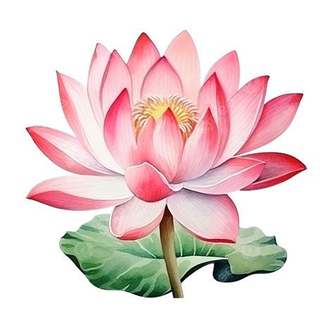 Lotus Watercolor Element Pink Flower Botanical Spring Asia Garden