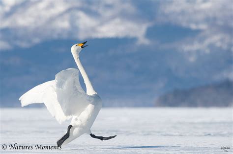 Whooper Swan wallpapers, Animal, HQ Whooper Swan pictures | 4K ...