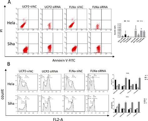 Figure 4 From Role And Mechanism Of FLNa And UCP2 In The Development Of