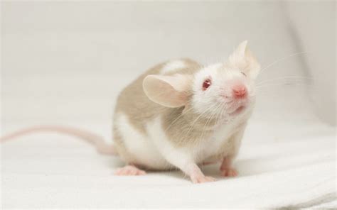 Pet Mice Types and Varieties - The Complete Guide - VIVO Pets