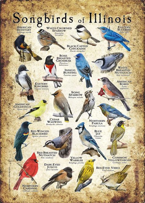 Songbirds Of Illinois Poster Print Field Guide Etsy