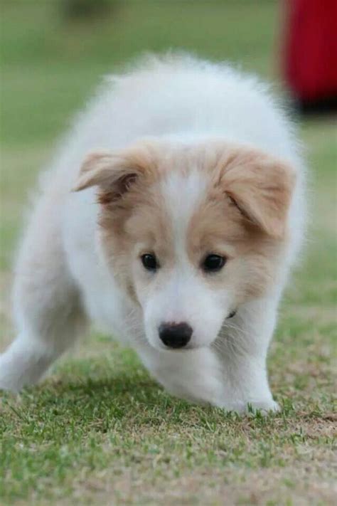 Blonde Border Collie Puppies