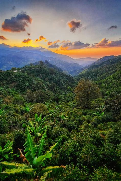 Sunset At Clifton Mount Coffee Estate Jamaica Blue Mountains Visit