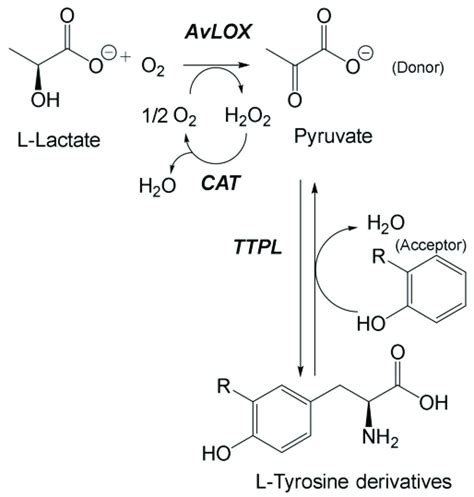 Enzymatic Cascade Synthesis Of L Tyrosine Derivatives Download Scientific Diagram