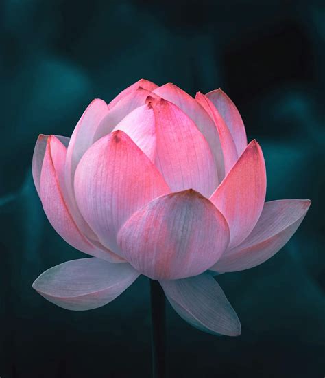 A Beautiful Lotus Flower in Bloom · Free Stock Photo