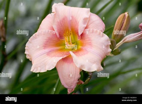 Hemerocallis Janice Brown Stock Photo Alamy