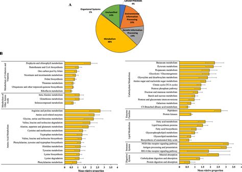 A Classification Of PICRUSt From KEGG Orthology KO And B Level 3 KO