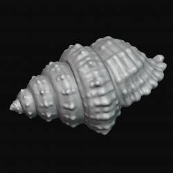 Seashell Wallpaper 3d Models STLFinder