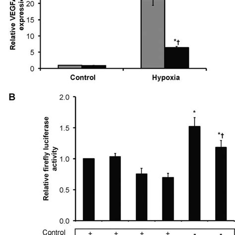 Dicer Dependent Down Regulation Of Hif Isoforms And Hypoxia Responsive