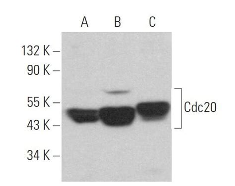 Cdc20抗体 H 7 SCBT Santa Cruz Biotechnology