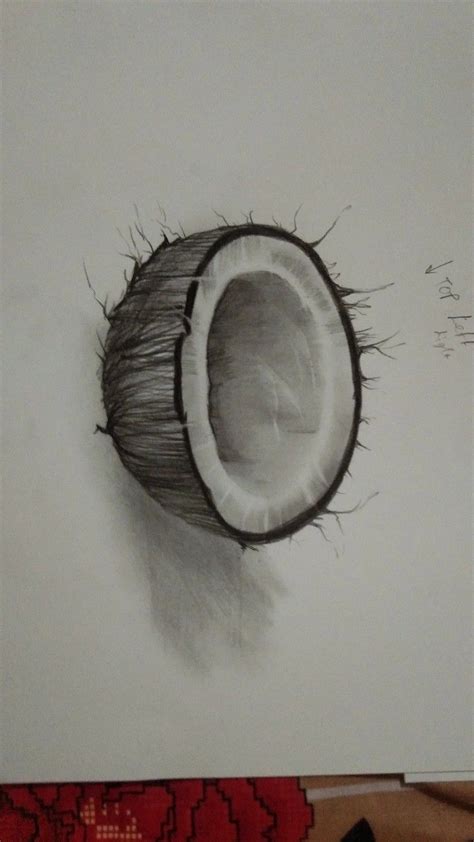 Hyper Realistic Coconut Drawing