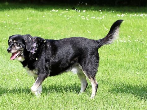 Tierheim Mülheim fragt Wer hat ein Herz für alte Hündin