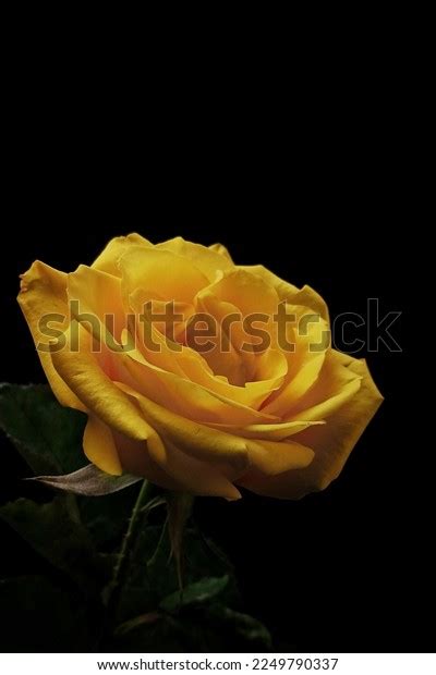 34,339 Orange Roses On Black Background Images, Stock Photos, 3D ...