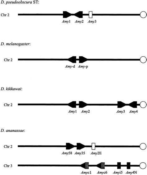 Organization Of The Amy Gene Clusters In D Melanogaster D