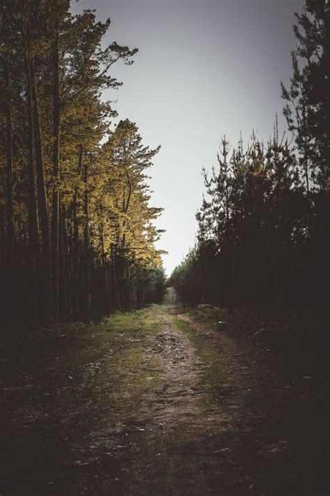 Bildet Tre Natur Skog Gress Gren Lett Gjerde Anlegg