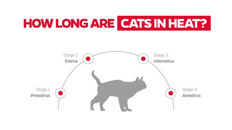 How Long Does A Cat Stay In Heat Pet Parents®