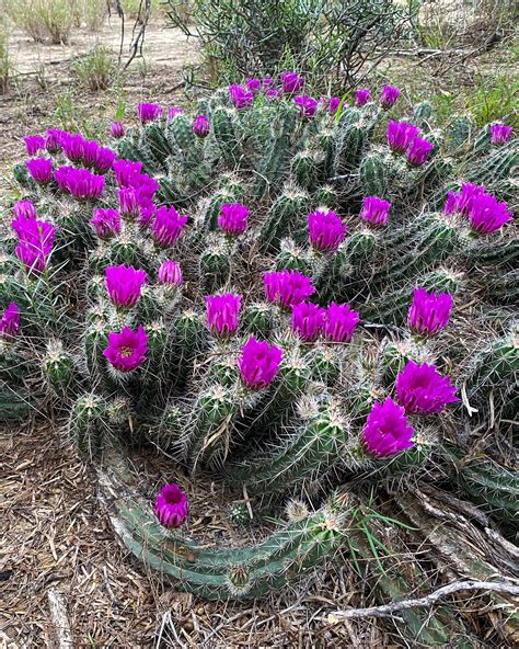 Wild Cactus blooming : r/cactus