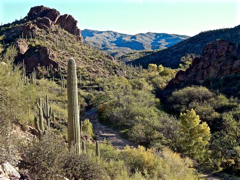 Desert Trees In Arizona at Lloyd Delgado blog