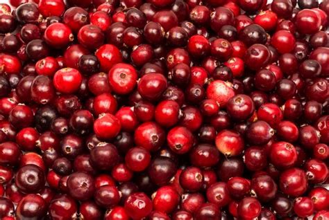 Premium Photo Ripe Red Berries Of Cranberries In Large Quantities