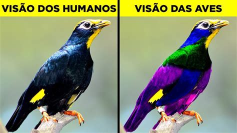 Como Diferentes Animais Veem O Mundo Youtube