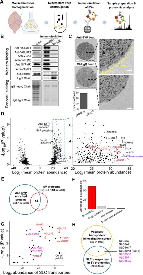 Localization Proteomics And Metabolite Profiling Reveal A Putative