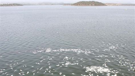 Centenas De Peixes Mortos Na Barragem De Alqueva Portugal Correio