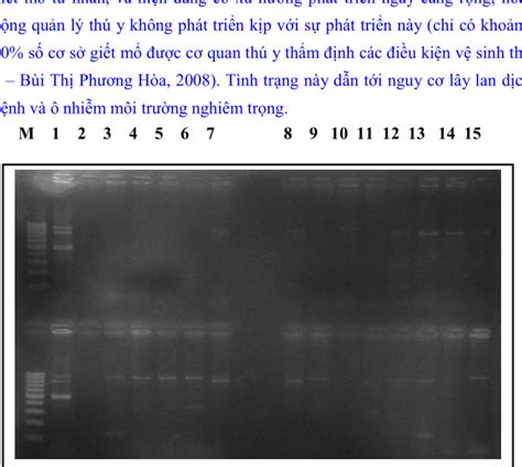 Luận Văn Xây Dựng Quy Trình Xác định Vi Khuẩn Verotoxigenic Escherichia Coli Trong Thịt Bằng Kỹ