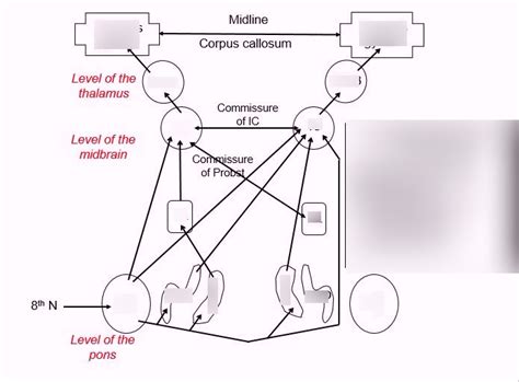 Central Auditory Nuclei Of Afferent Auditory Pathways Diagram Quizlet