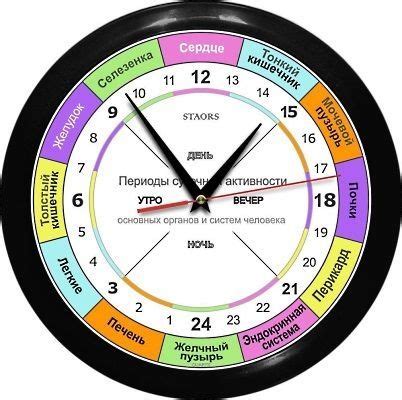Биологические часы организма человека по часам работы или часы для ...