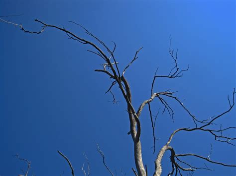 grey branches  blue sky  stock photo public domain pictures