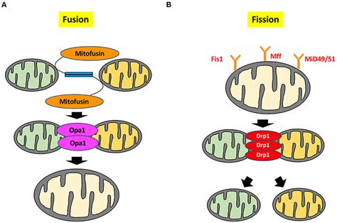 Frontiers Current Understanding Of The Pivotal Role Of Mitochondrial