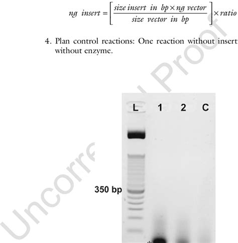 Hybridization efficiency of oligonucleotides was analyzed by 2 % SB ...