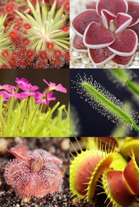 Carnivorous Plants For Sale | Curious Plant | Carnivorous plants ...