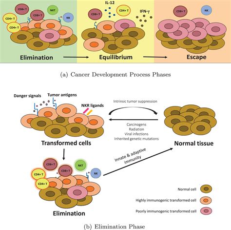 Cancer Immunoediting A Game Theoretical Approach Ios Press