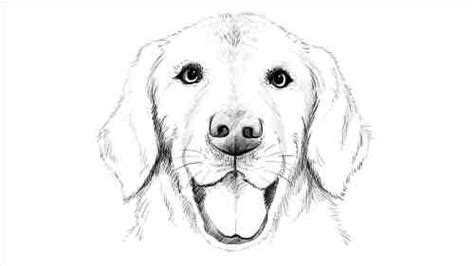 Realistic Dog Sketch at PaintingValley.com | Explore collection of ...