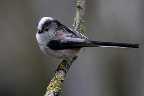 10 Common Uk Birds With Pictures