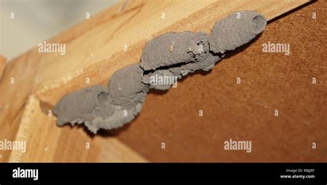 Mud dauber wasp nest Stock Photo - Alamy