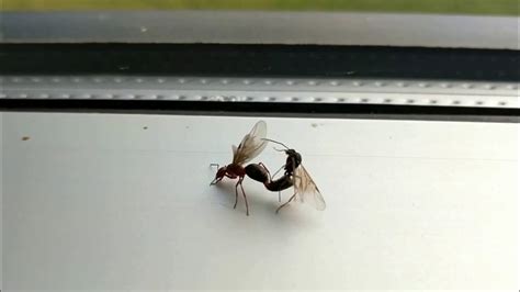 Ants Mating High Def Youtube