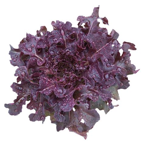 Organic Red Cos Lettuce Moonred Hydroponic Vegetable Plant Top View