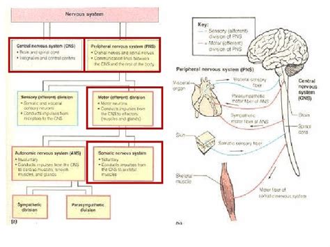 Physiology Of Excitable Tissue L Motor Sensory