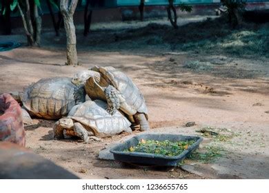 141 Turtle Mating Season Images, Stock Photos, 3D objects, & Vectors | Shutterstock