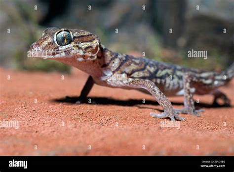 Madagascar Ground Gecko Big Headed Gecko Paroedura Pictus Portrait