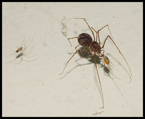 Bolas Spider Mastophora Phrynosoma Hunting Julie Metz Wetlands