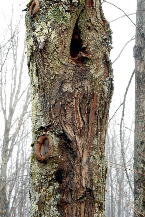 Dealing With Dangerous Trees - Countryside