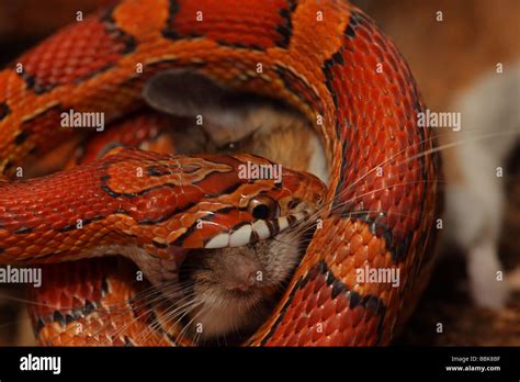 Corn Snake Pantherophis Guttatus Captive Swallowing A Mouse