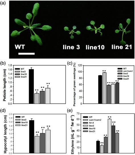 SAM1 Overexpression Phenotype And Ethylene Related Analysis A SAM1