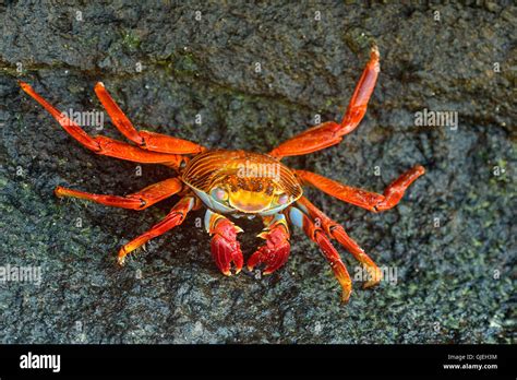 Sally Lightfoot Crab Grapsus Grapsus Galapagos Islands National Park