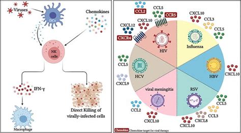 Chemokines And Chemokine Receptors During COVID 19 Infection