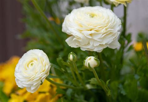 How To Grow And Care For Ranunculus (Persian Buttercup)